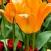 Orange  Tulip V