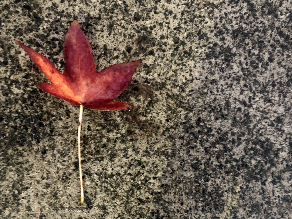 Twilight leaf  by brigette