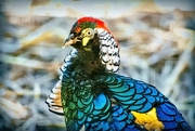 19th May 2022 - I've seldom seen such a colourful bird