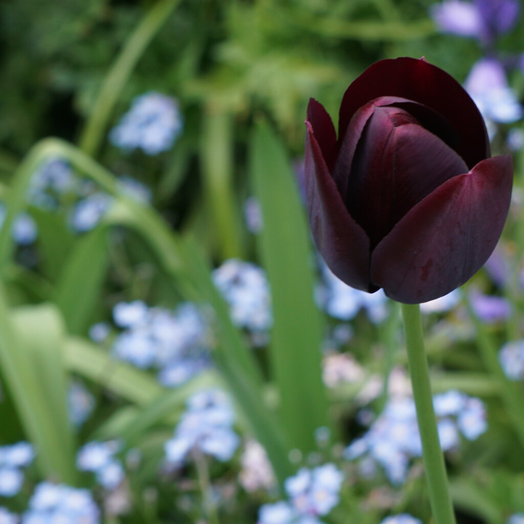 tulip and forget me nots by quietpurplehaze