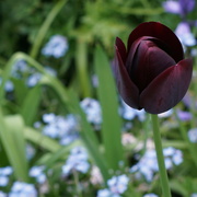 19th May 2022 - tulip and forget me nots