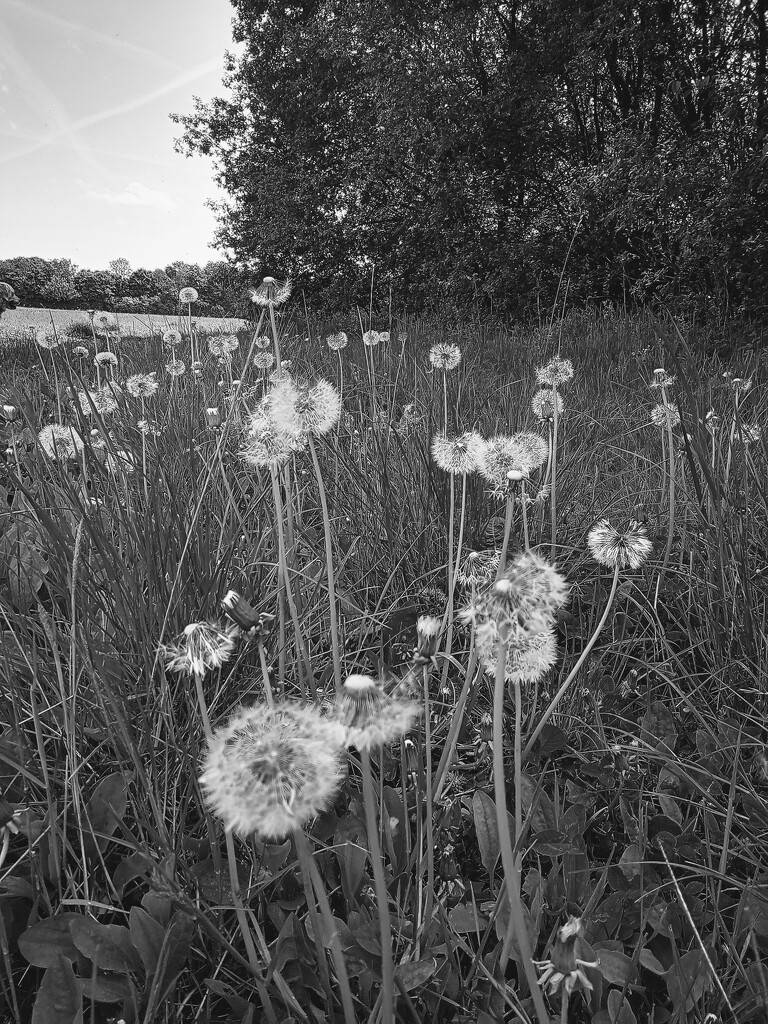 Dandelions by 365projectorgjoworboys