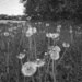 Dandelions by 365projectorgjoworboys