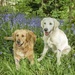 Our Gorgeous Goldies in the Bluebells