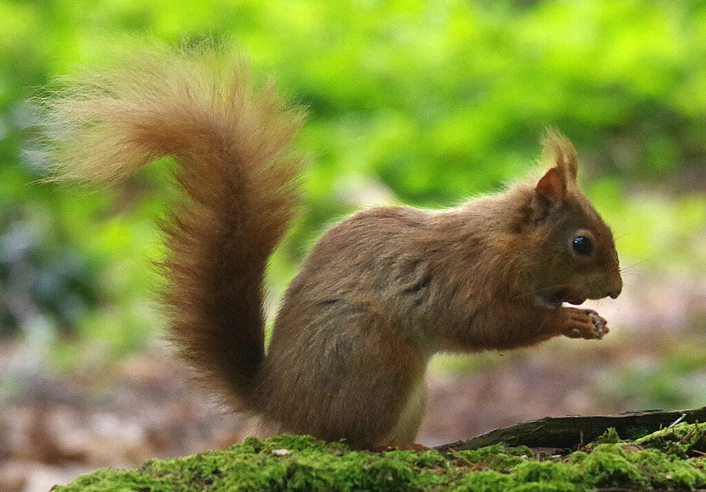 Red Squirrel by 30pics4jackiesdiamond