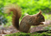 19th May 2022 - Red Squirrel