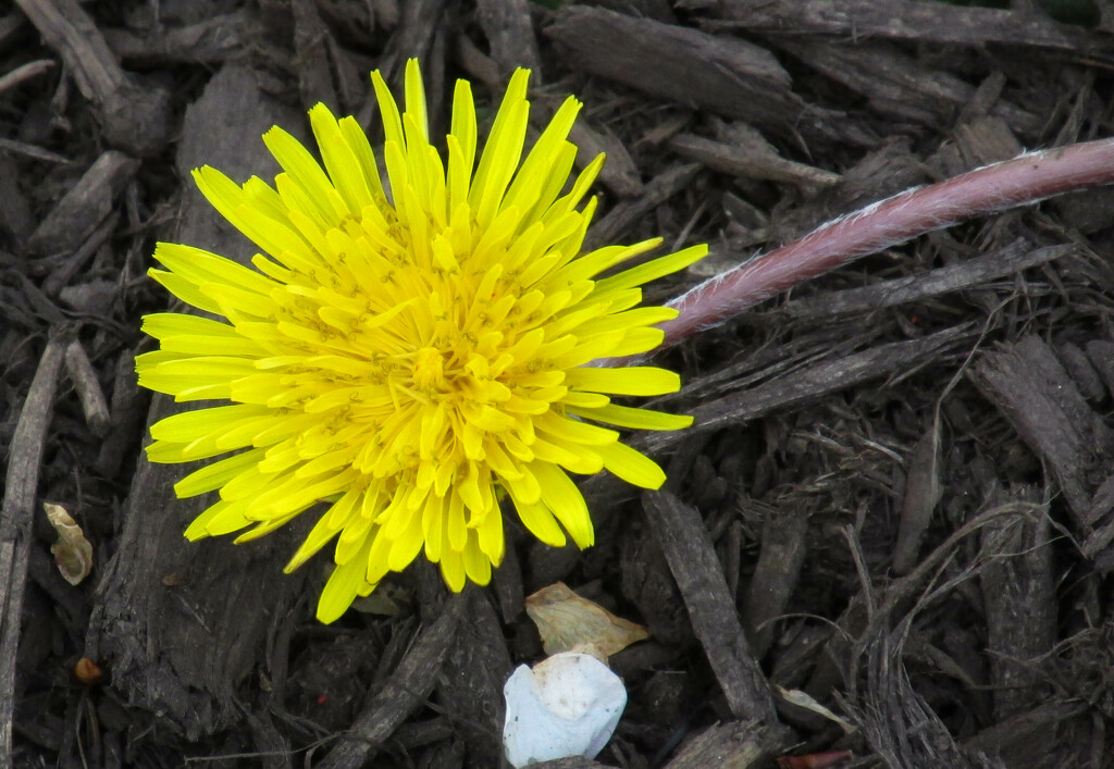 A little yellow dandelion by mittens