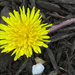 A little yellow dandelion