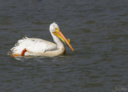 16th May 2022 - Pelican with Breeding Beak Bump