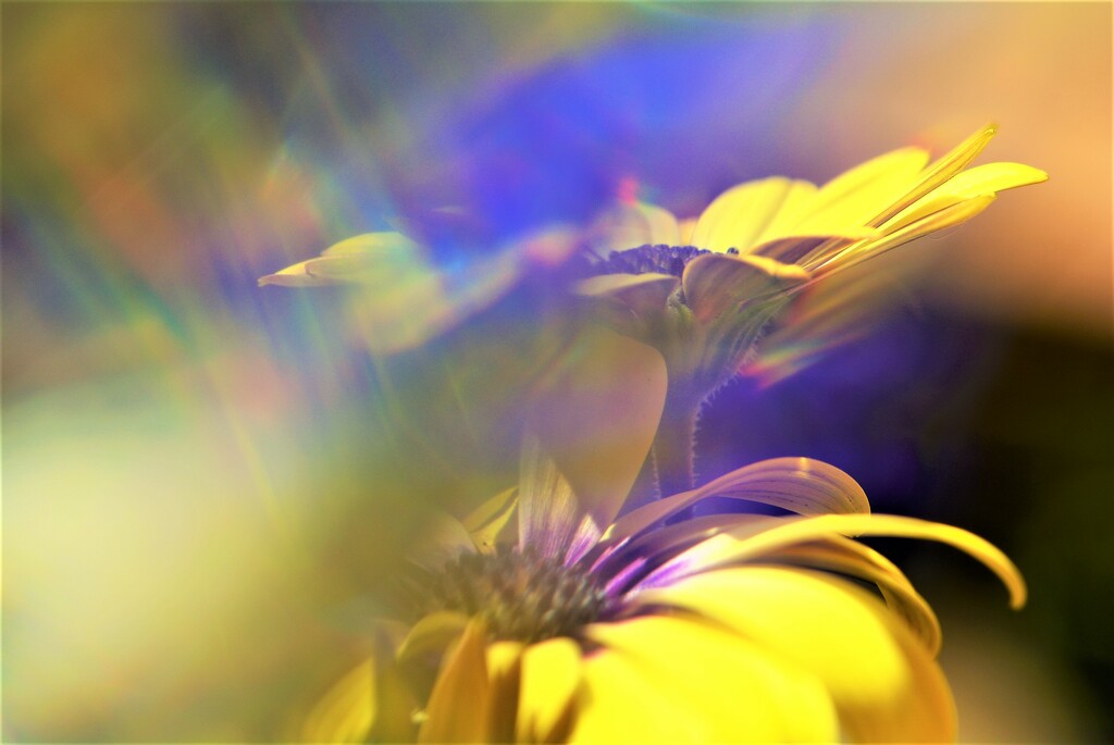Yellow daisies......... by ziggy77