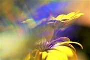 19th May 2022 - Yellow daisies.........