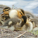 Ducklings by seattlite