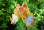 18th May 2022 - Yellow, amber Iris