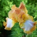 Yellow, amber Iris by sandlily