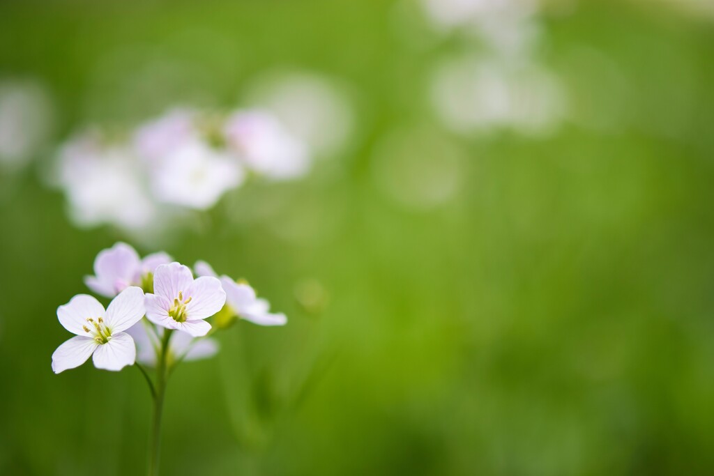 Cardamine pratensis by okvalle