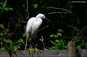 19th May 2022 - Egret