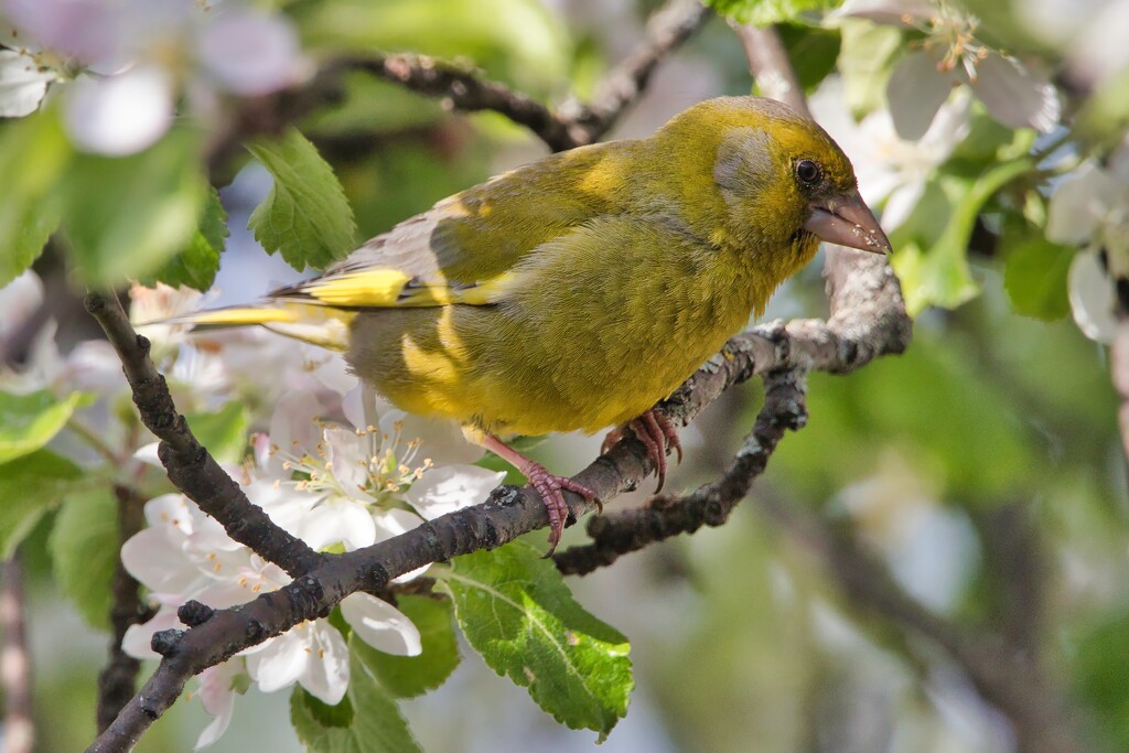 Greenfinch by okvalle
