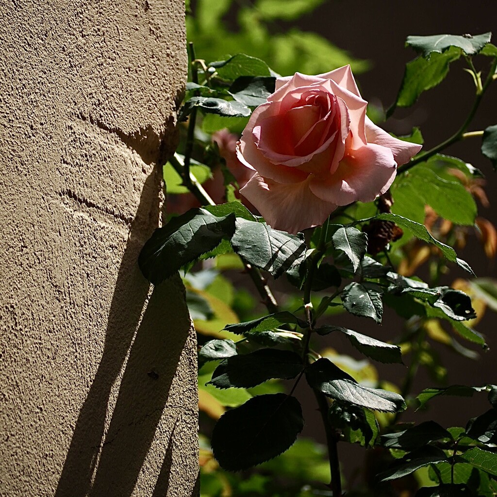Ancient wall and beautiful rose by jacqbb