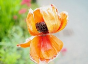 19th May 2022 - Decaying poppy