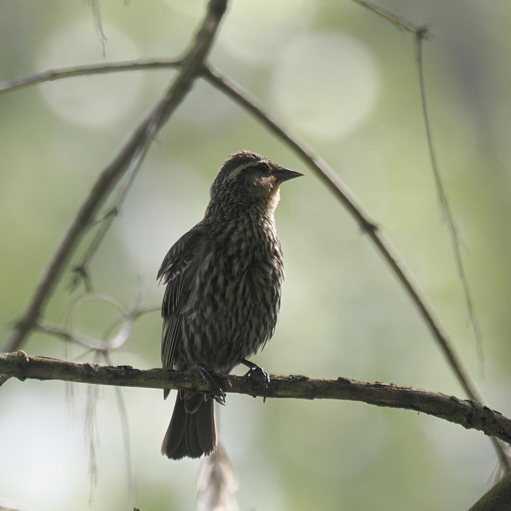 Female red-winged blackbird  by rminer