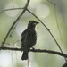 Female red-winged blackbird 