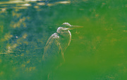 19th May 2022 - Great blue heron sepia 