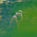 Great blue heron sepia 
