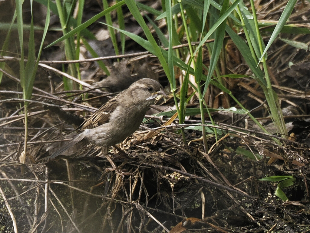 House sparrow feeding by rminer