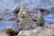 19th May 2022 - MEADOW PIPIT 