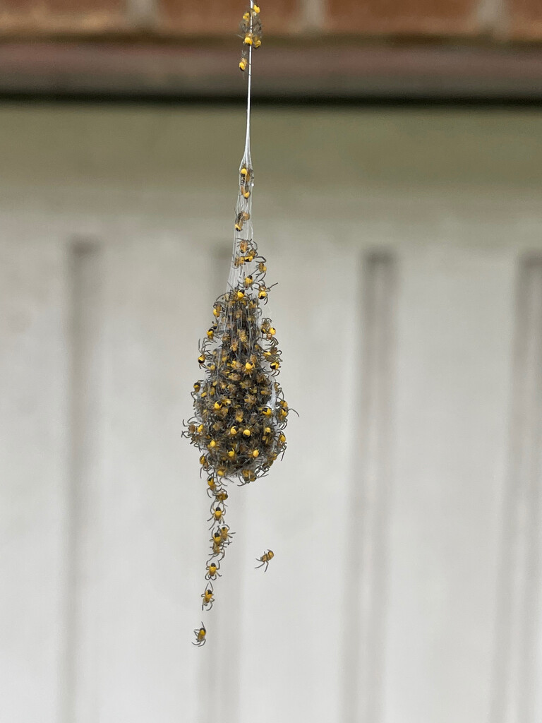 Spiderlings by 365projectmaxine