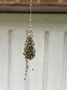 18th May 2022 - Spiderlings