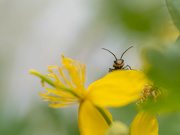 19th May 2022 - Greater celandine and beetle