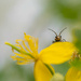 Greater celandine and beetle