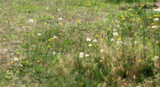 20th May 2022 - Painterly wildflowers and wish weed...