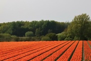 16th May 2022 - Tulip fields - flower theme