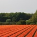 Tulip fields - flower theme by 365jgh
