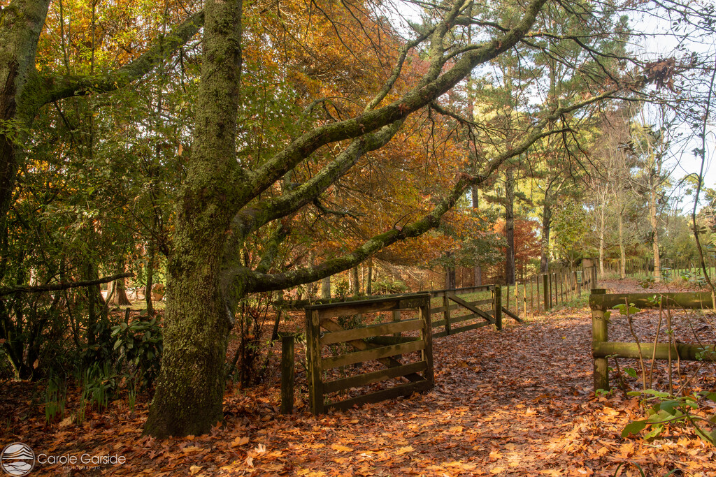 Walking amongst the autumn leaves by yorkshirekiwi