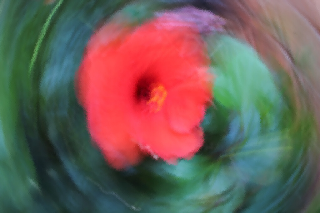 Spinning Hibiscus by judyc57