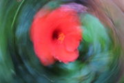 19th May 2022 - Spinning Hibiscus