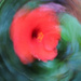 Spinning Hibiscus