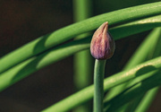 19th May 2022 - Chive Flower Bud