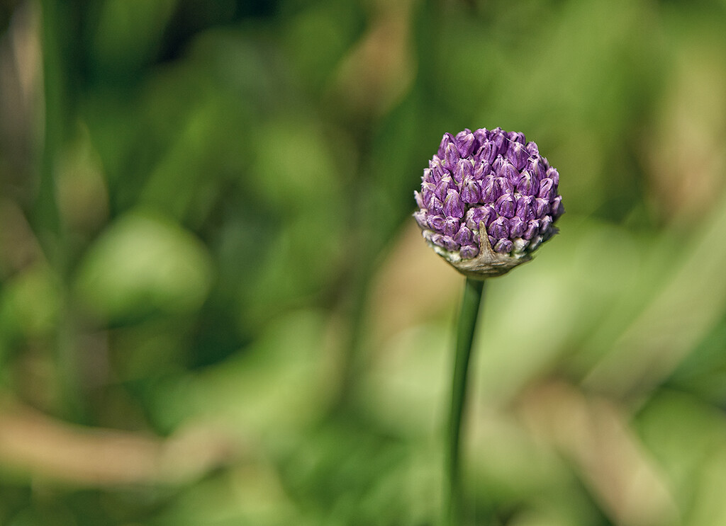 Small Allium by gardencat
