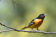 19th May 2022 - The Oriole