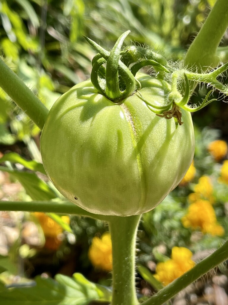 First Tomato by ctclady