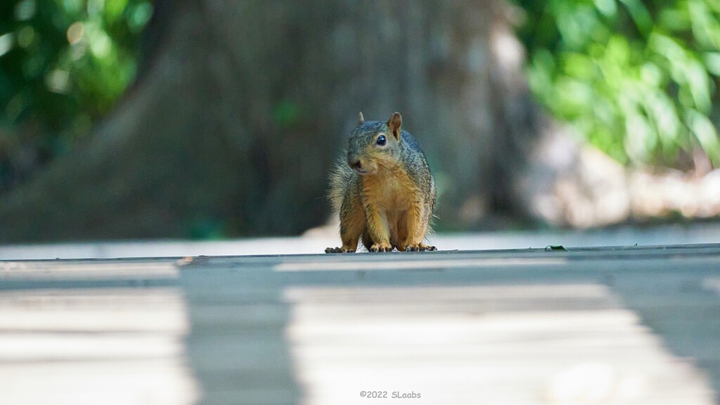 139-365 Squirrel by slaabs