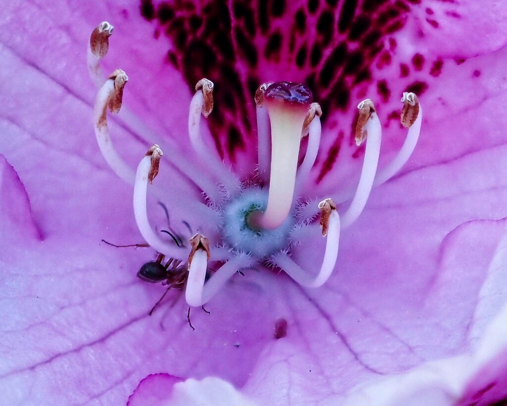 Ant in a Flower by mitchell304