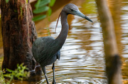 19th May 2022 - Little Blue Heron!