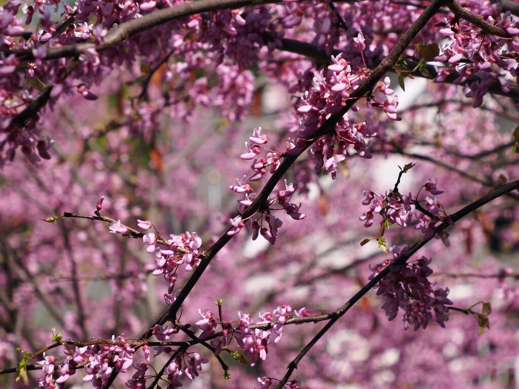 pink by edorreandresen