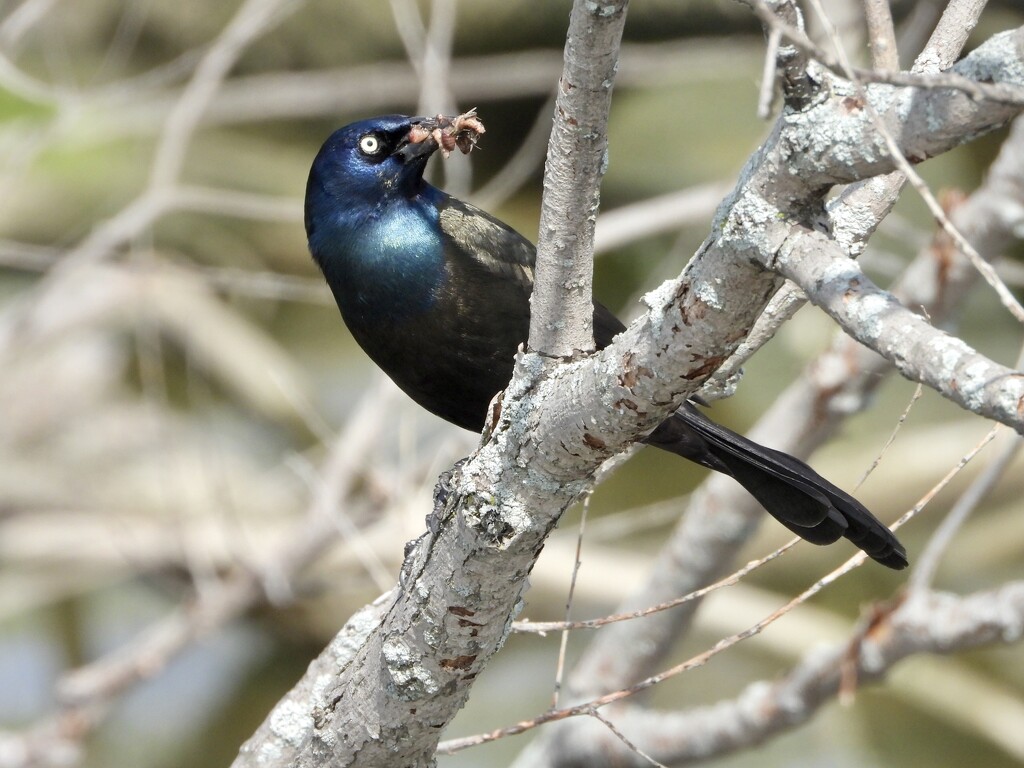Grackle with lunch by amyk