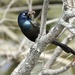 Grackle with lunch